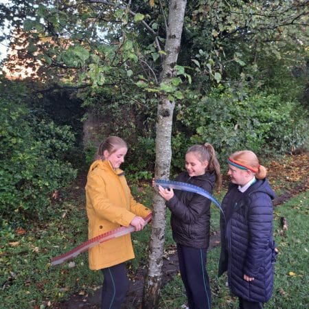 circumference of Apple Tree